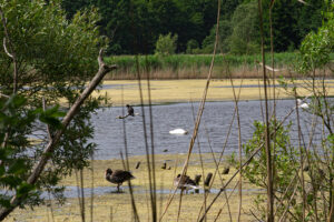 Blick vom Ufer auf die Moorlinse Buch an einem Sommertag. Auf dem Wasser sind verschiedene Vogelarten zu sehen.