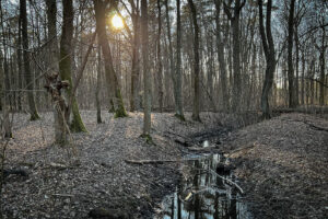 Ein kleiner Wasserlauf im Bucher Forst im Winter. Foto: Patrick Weseloh
