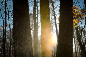 Sonne scheint zwischen Bäume im Winter im Bucher Forst. Foto: Patrick Weseloh