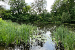 Blick auf einen Teich mit bewachsenem Ufer im botanischen Volkspark Blankenfelde-Pankow.
