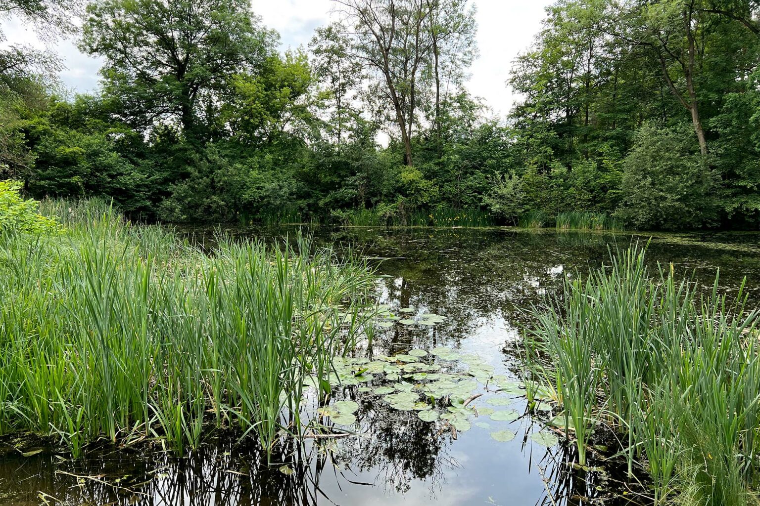 Blick auf einen Teich mit bewachsenem Ufer im botanischen Volkspark Blankenfelde-Pankow.
