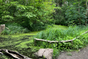 Grün bewachsenes Gewässer im botanischen Volkspark Blankenfelde-Pankow.