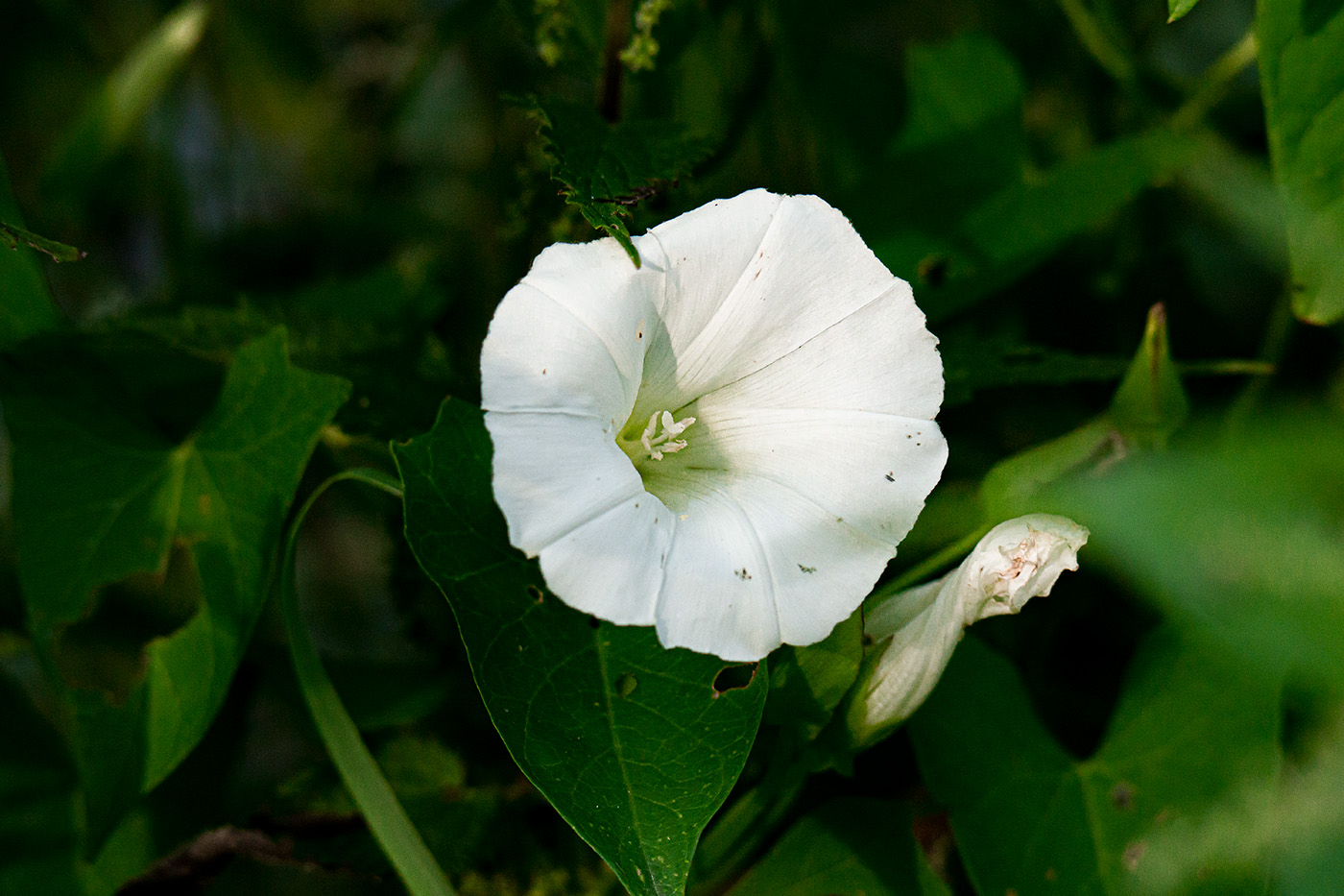 Eine geöffnete und eine geschlossene Blüte der Pflanze Ipomoea alba.