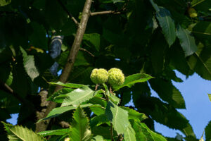 Früchte der Edelkastanie an einem Baum mit grünen Blättern.