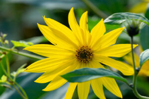 Eine gelbe Blüte der Topinamburpflanze