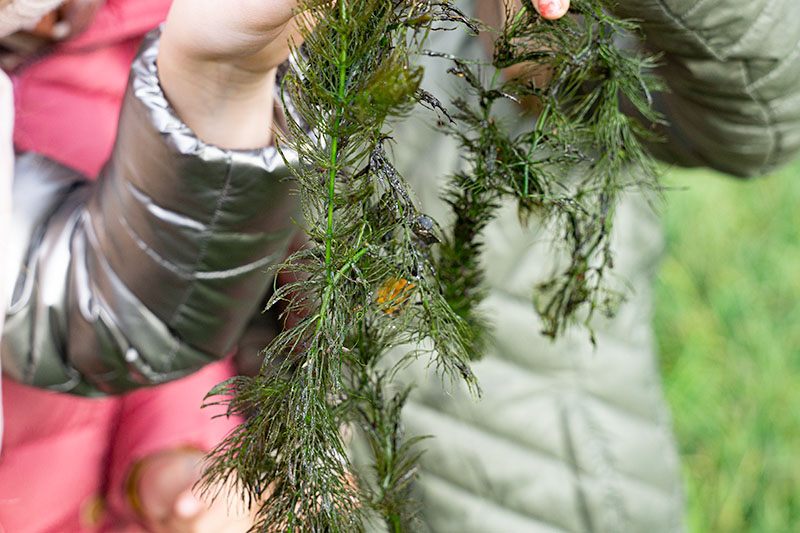 Ein Kind hält Teile der Pflanze Raues Hornblatt.