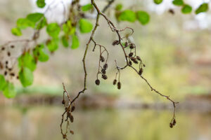 Ein Zweig der Schwarz-Erle mit reifen Fruchtständen im Herbst.