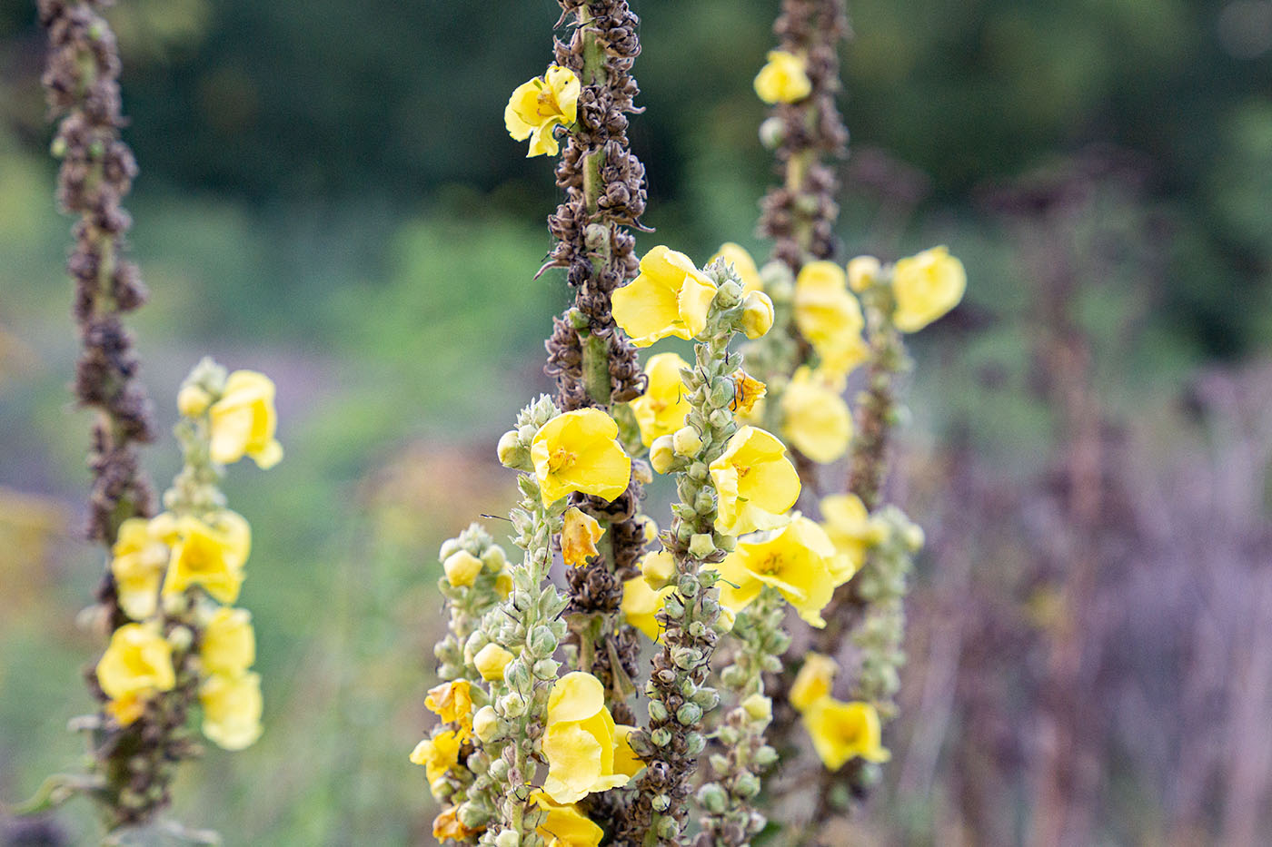 Eine Kleinblütige Königskerze mit vielen geöffneten gelben Blüten.