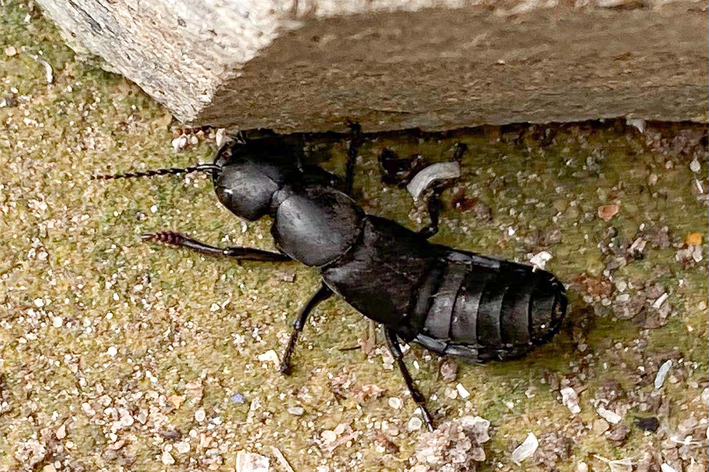 Ein Schwarzer Moderkäfer gefunden in einer Kleingartenanlage.