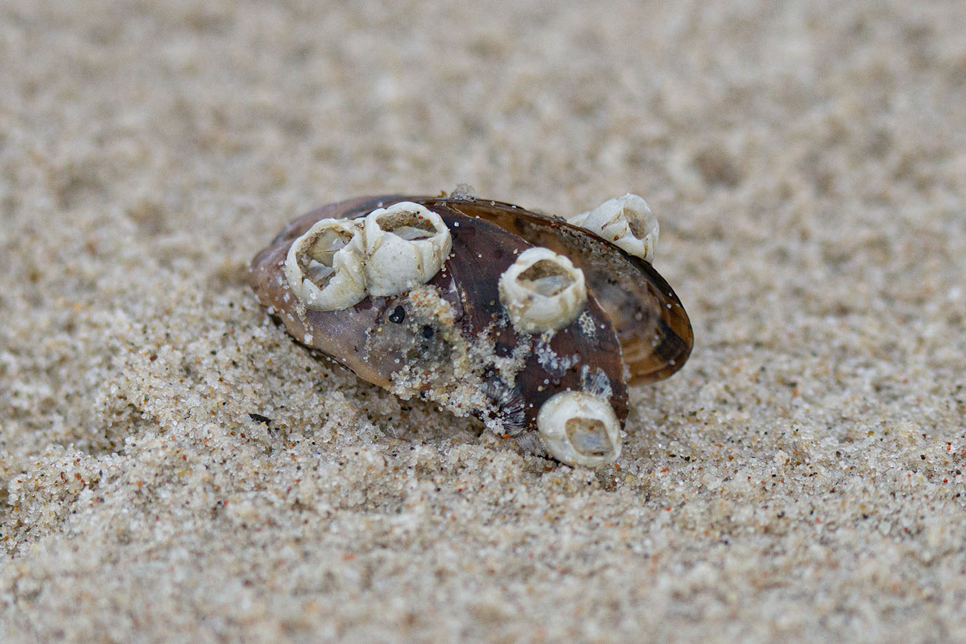Eine Muschel mit aufsitzenden Seepocken liegt im Sand