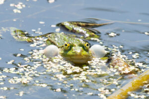 Ein kleiner Wasserfrosch mit aufgeblähten Schallblasen im Wasser während der Paarungszeit im späten Frühling.